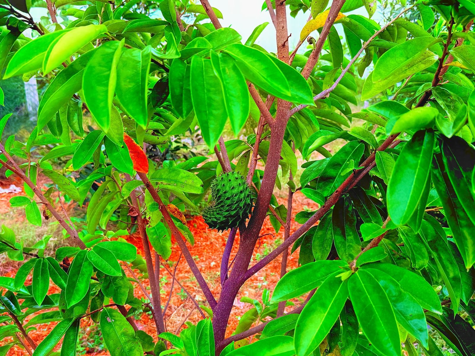 Nature's Cluster Gallery